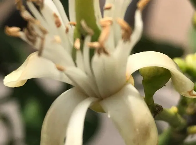 Couette-café Castello D'alcontres 3 Stelle Nizza di Sicilia